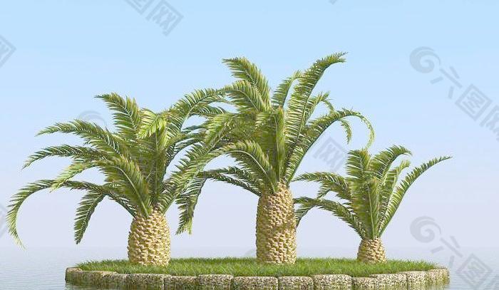 被风吹后的加纳利海枣树 canary date palm 03-wind