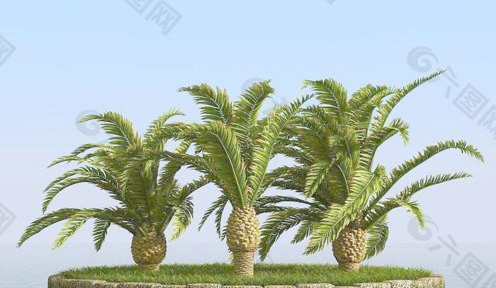 被风吹后的加纳利海枣树 canary date palm 02-wind