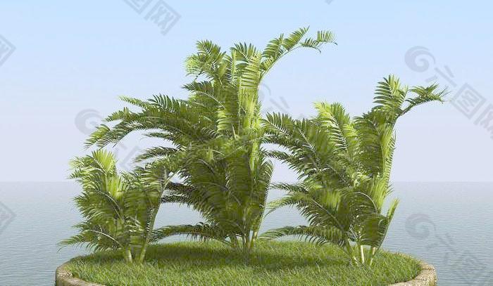 高精细 被风吹后的槟榔树 areca palm 01-wind