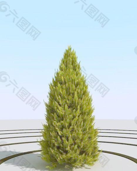 高精细崖柏树 thuja sankist 02