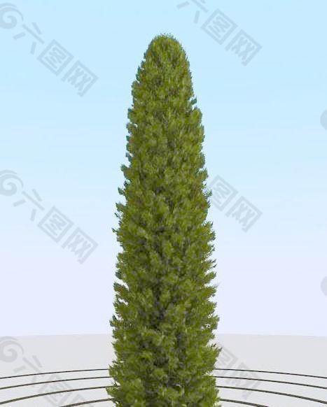 高精细崖柏树 thuja 10