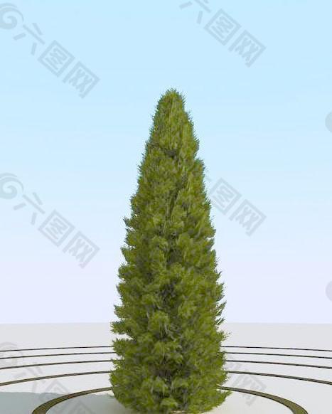 高精细崖柏树 thuja 06