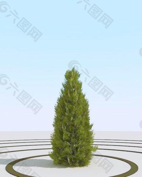 高精细崖柏树 thuja 04