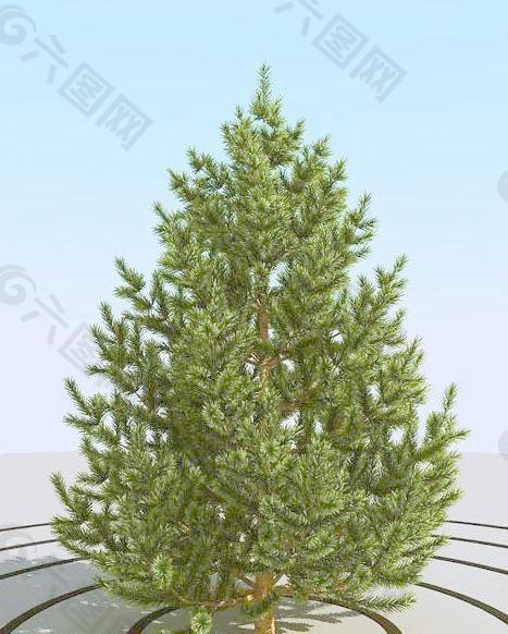 高精细小松树 pine small 2-03