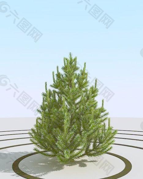 高精细小松树 pine small 1-01