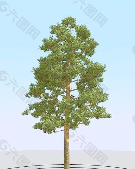 高精细松树 pine 3-04