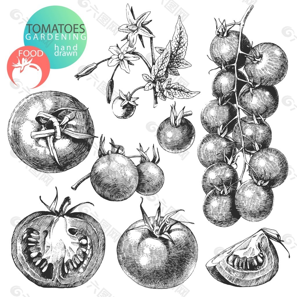 素描西红柿