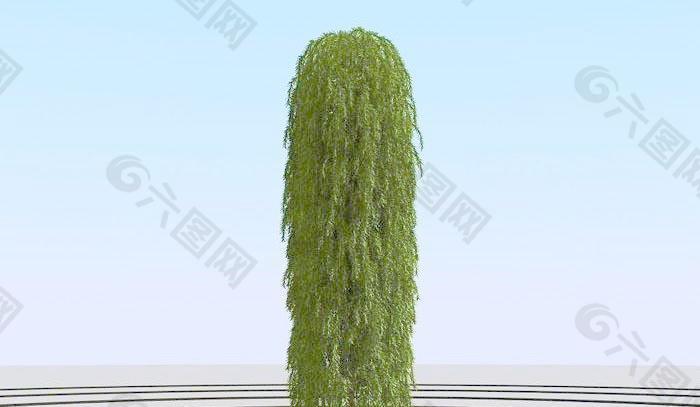 高精细日本落叶松垂 larix kaempferi pendula 05