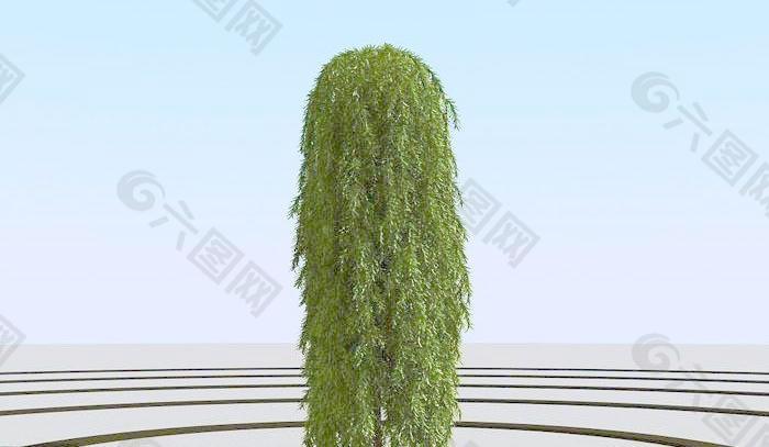 高精细日本落叶松垂 larix kaempferi pendula 03