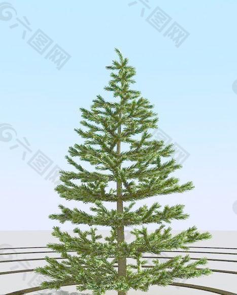 高精细冷杉树模型 fir 4_05