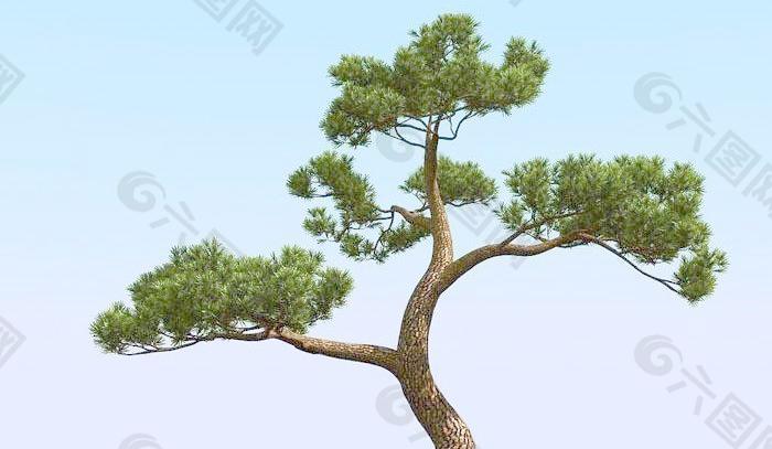 高精细松树 日本松树模型 japan pine 04