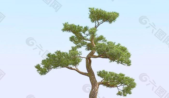 高精细松树 日本松树模型 japan pine 02