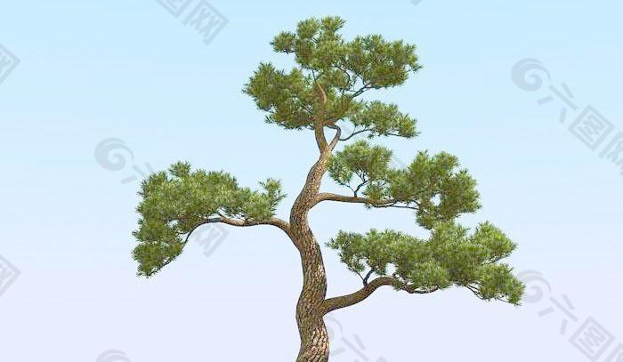 高精细松树 日本松树模型 japan pine 01