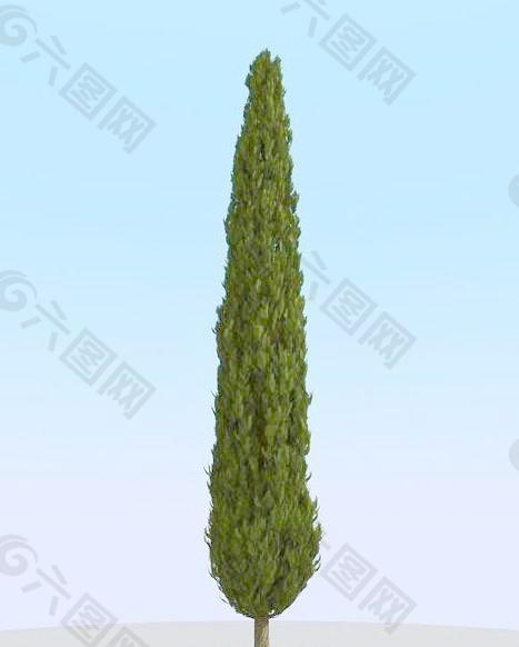 高精细柏树模型 cypress 1_012