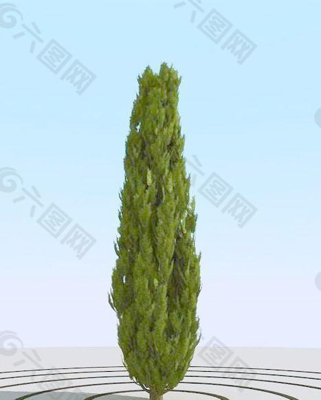 高精细柏树模型 cypress 1_03