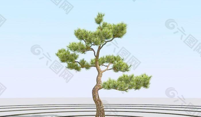 高精细杨松树 bonsai pine 010