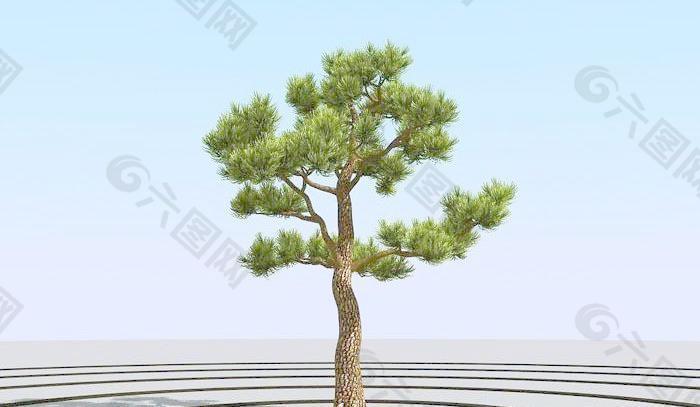 高精细杨松树 bonsai pine 09