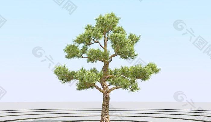 高精细杨松树 bonsai pine 08