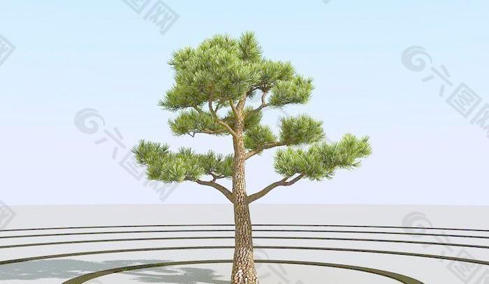 高精细杨松树 bonsai pine 07