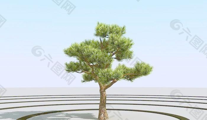 高精细杨松树 bonsai pine 02