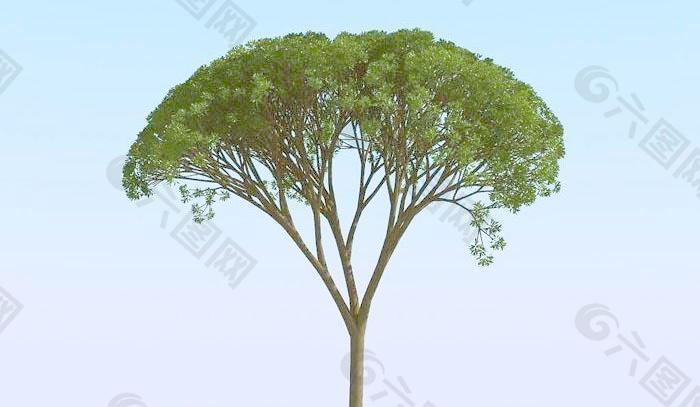 高精细杨柳树 模型 willow 05