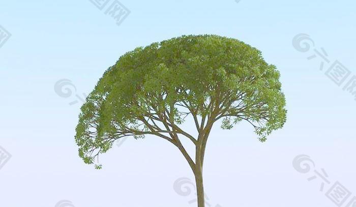 高精细杨柳树 模型 willow 03