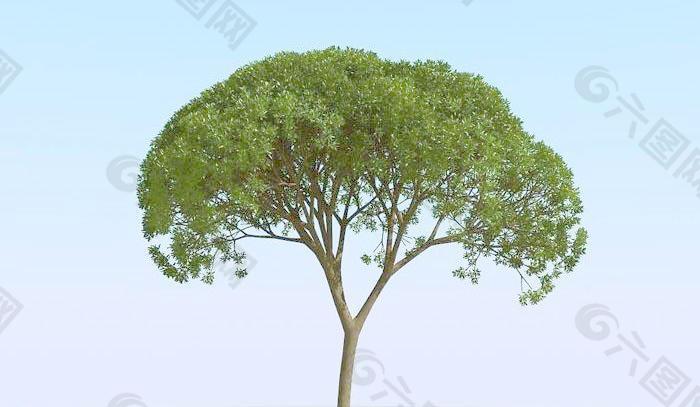 高精细杨柳树 模型 willow 02
