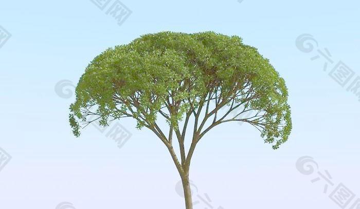 高精细杨柳树 模型 willow 01