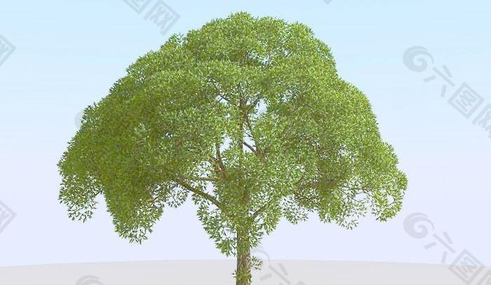 高精细杨柳树模型 willow 02-3