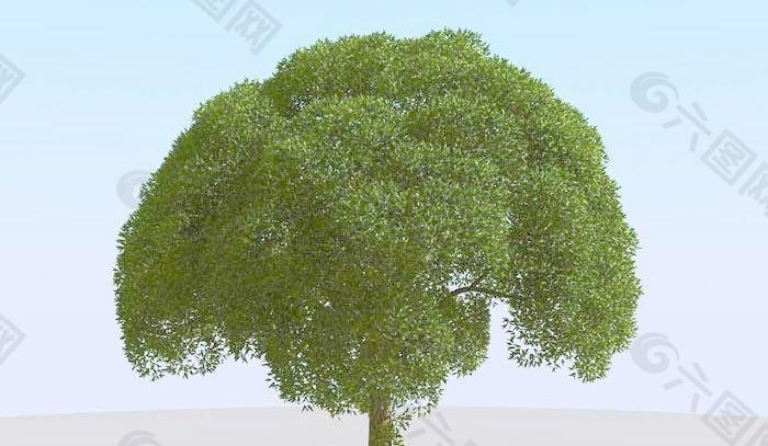 高精细杨柳树模型 willow 02-2