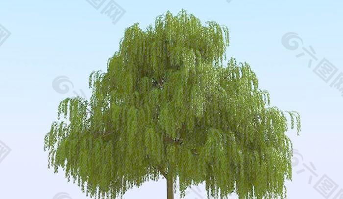 高精细杨柳树模型 willow 05