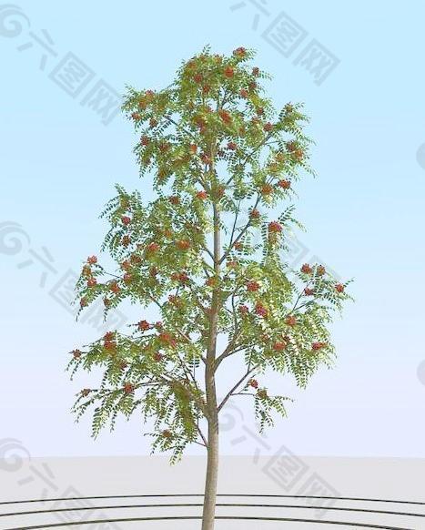 高精细花楸树模型 rowan 01