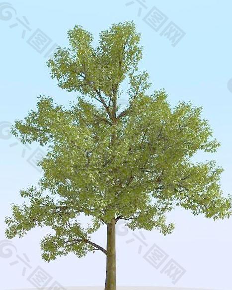 高精细橡树模型 oak 01