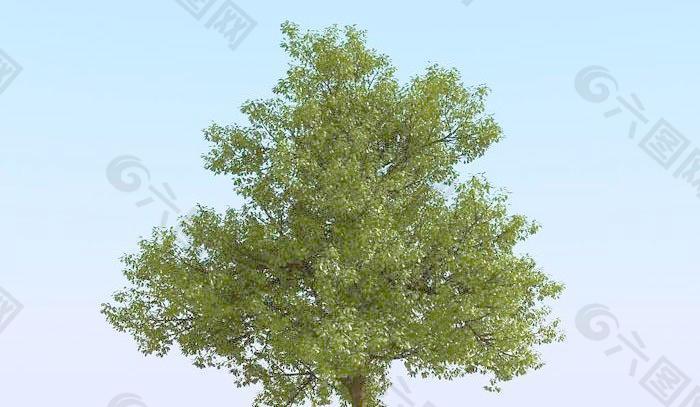 高精细橡树模型 oak 02