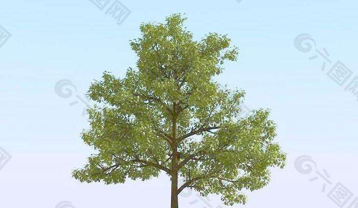 高精细橡树模型 oak 03