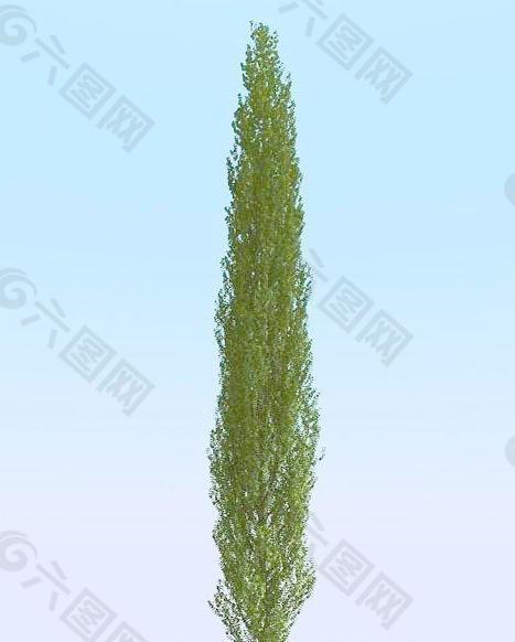 高精细白杨树模型 poplar 02-5
