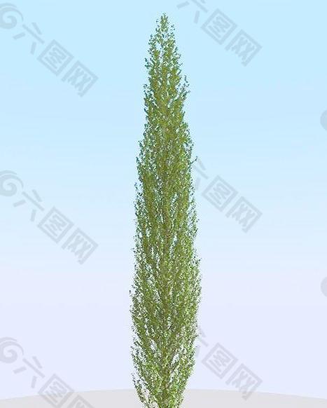 高精细白杨树模型 poplar 02-4