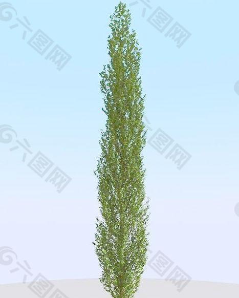 高精细白杨树模型 poplar 02-3