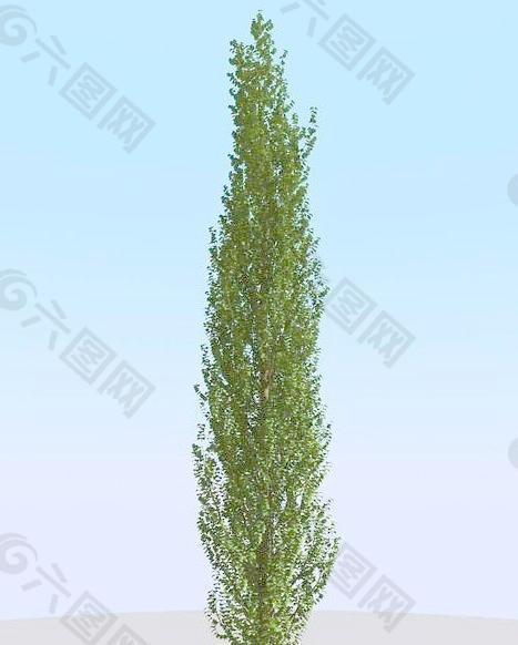 高精细白杨树模型 poplar 02-2
