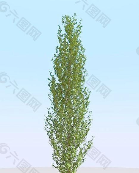 高精细白杨树模型 poplar 02-1