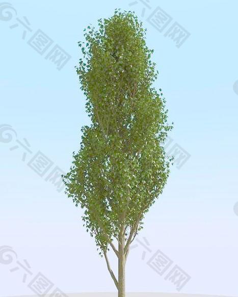 高精细白杨树模型 poplar 02