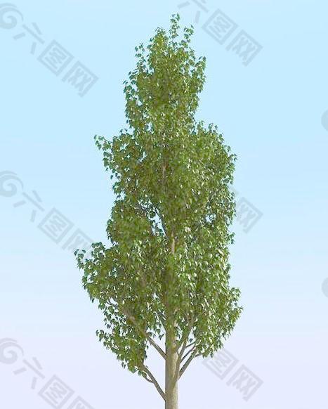 高精细白杨树模型 poplar 01