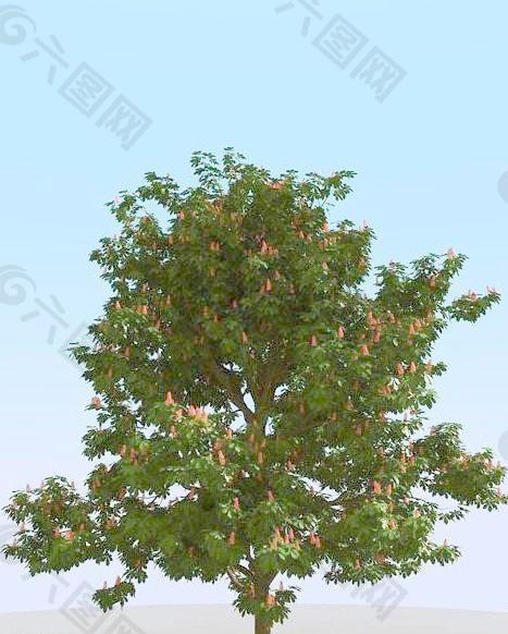 高精细栗树模型 chestnut 04