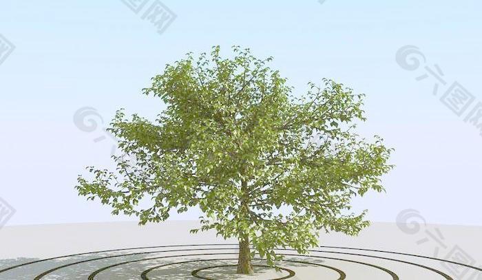 高精细楸树模型 catalpa tree 01