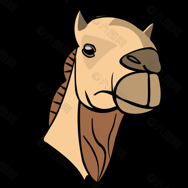 骆驼的头
