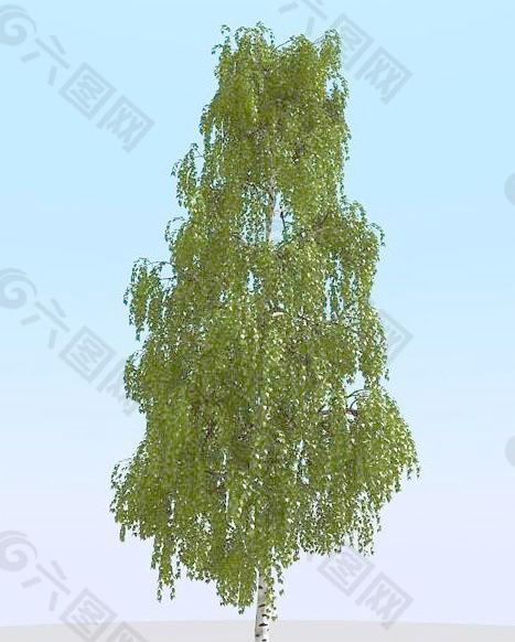 高精细桦树模型 birch 04