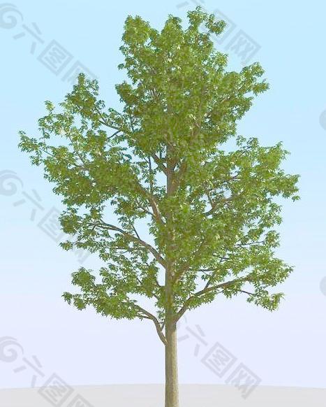 高精细灰树模型 ash tree 03