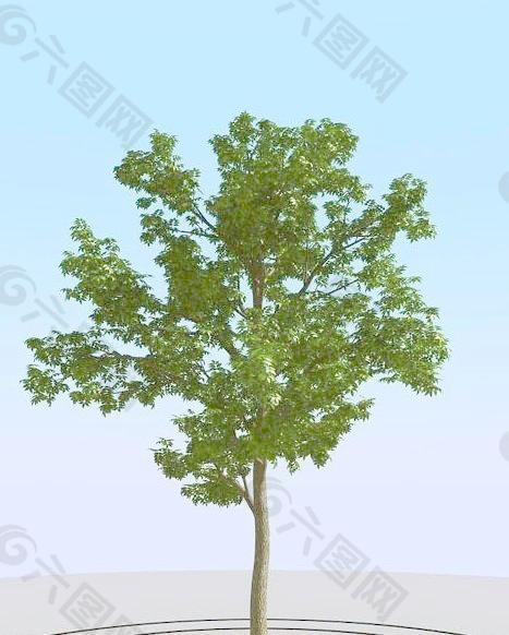 高精细灰树模型 ash tree 01