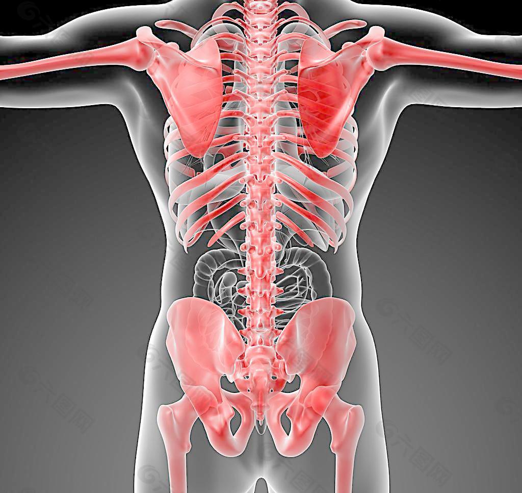 人体肌肉骨骼结构图片