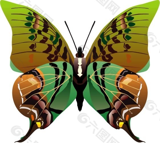 印花矢量图 动物 蝴蝶 色彩 五彩斑斓 免费素材